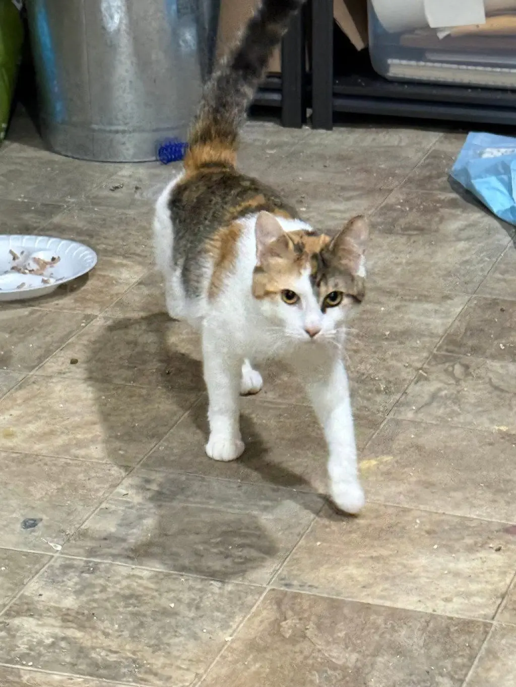 Penelope