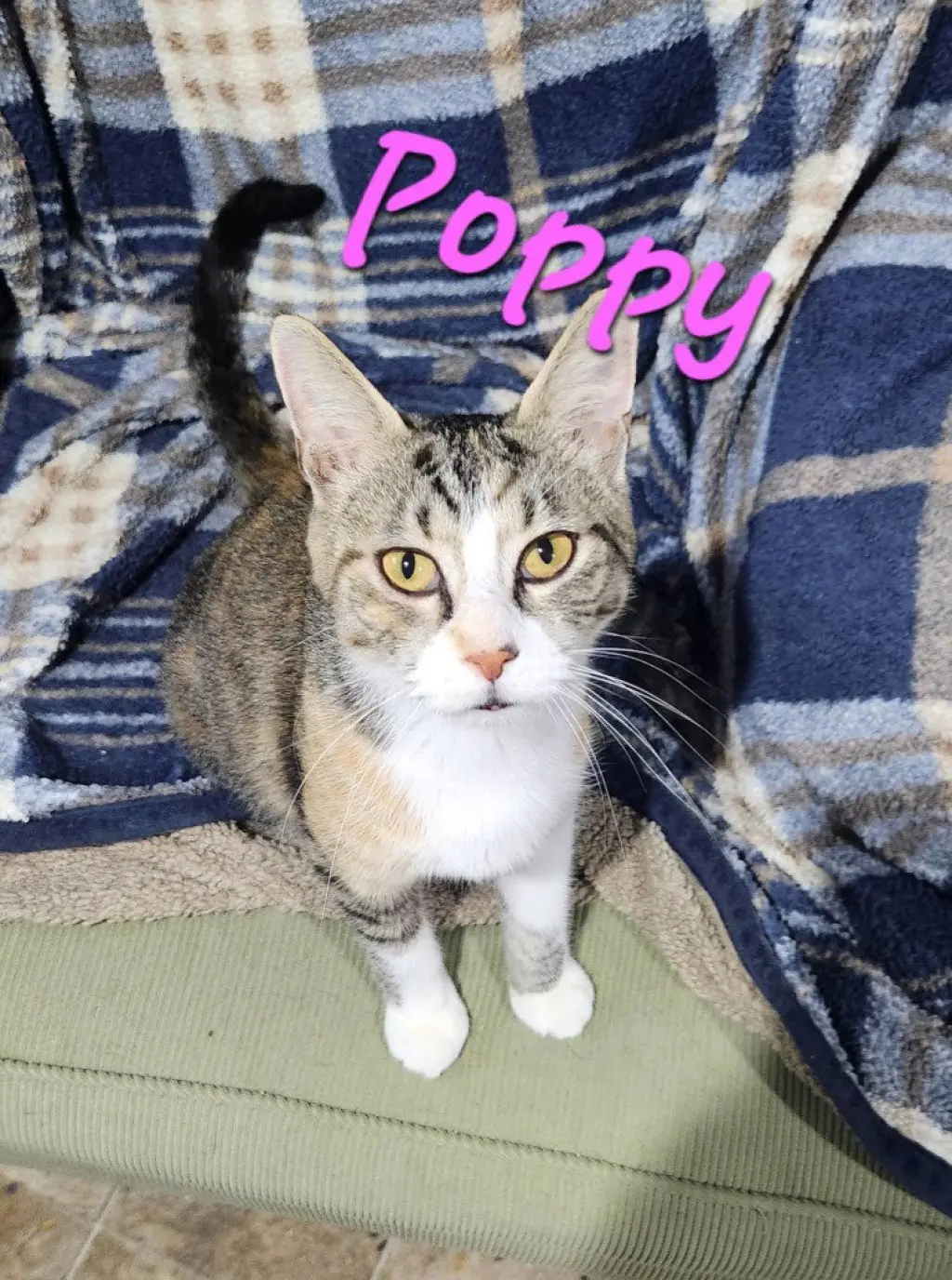 Poppy