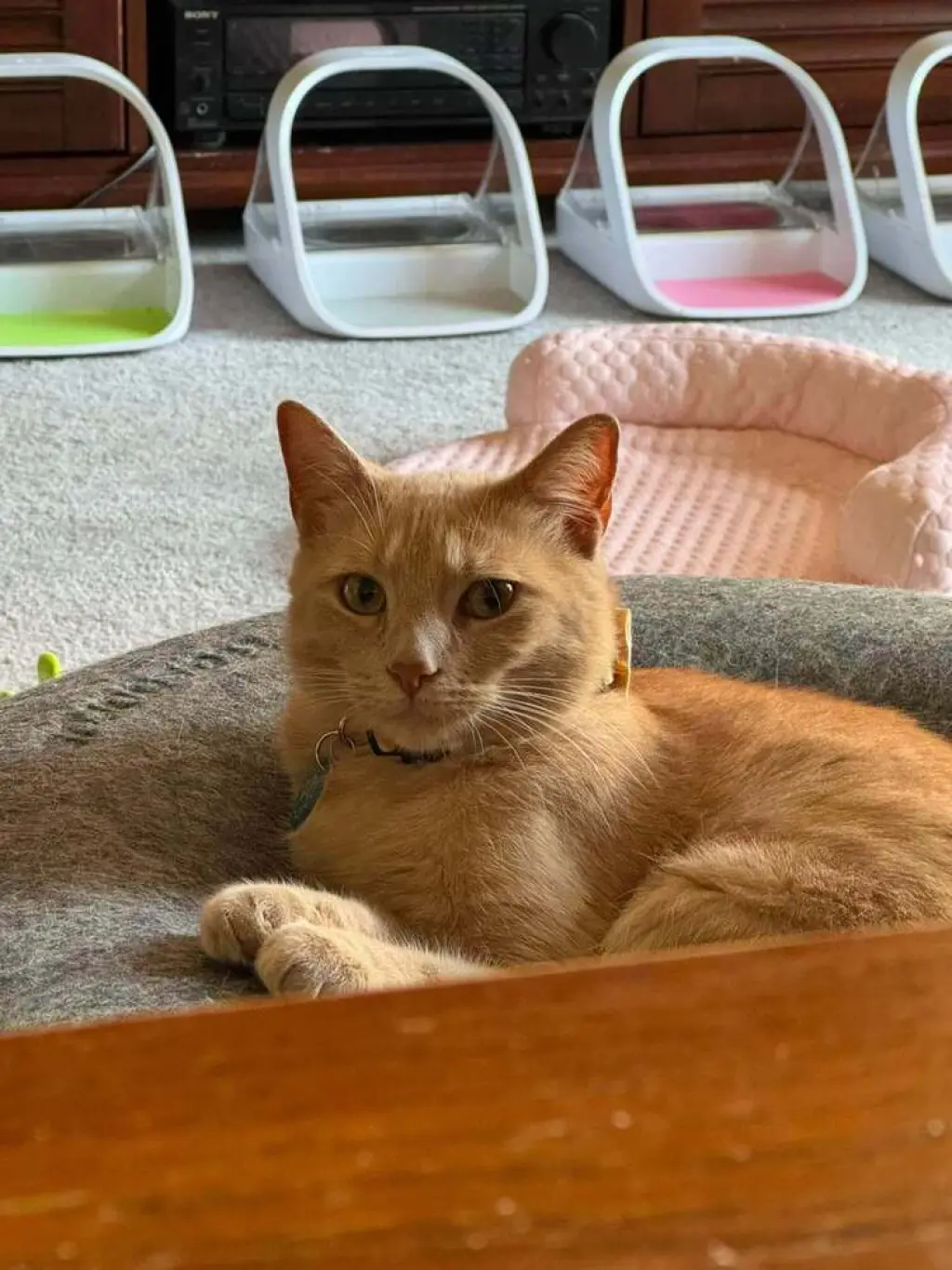 Sam