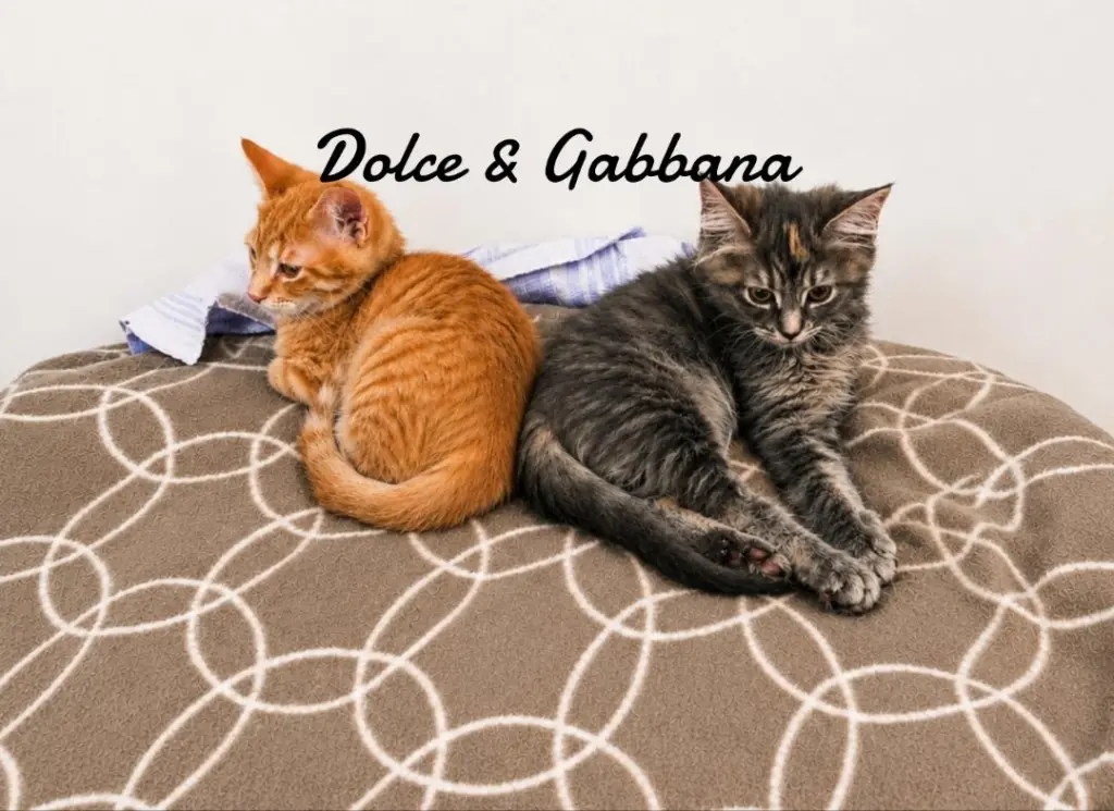 Dolce & Gabanna bonded pair