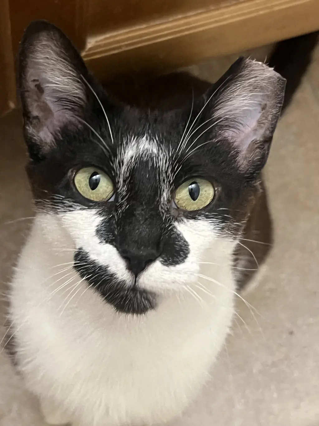 Clarabelle