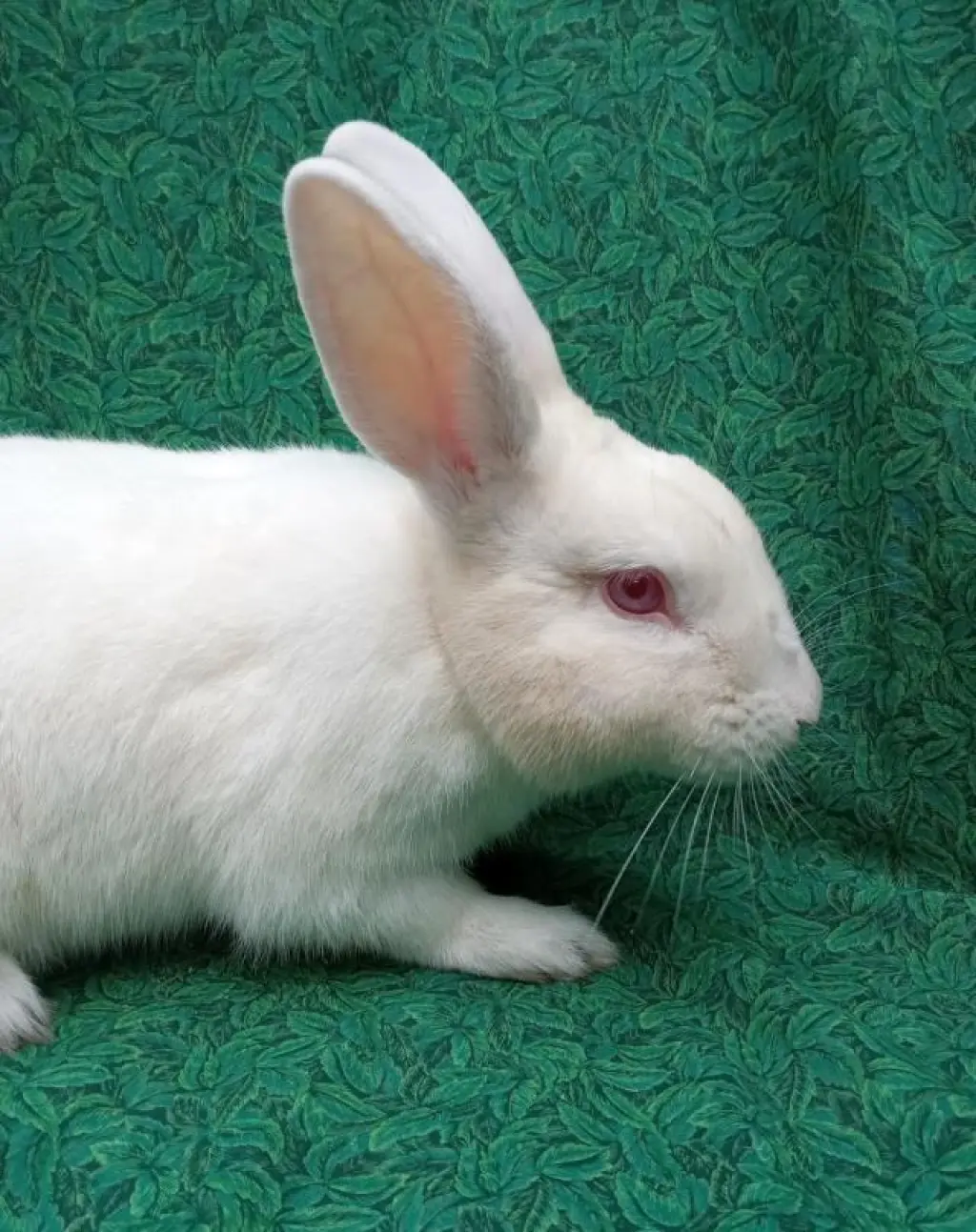 STEDBUN