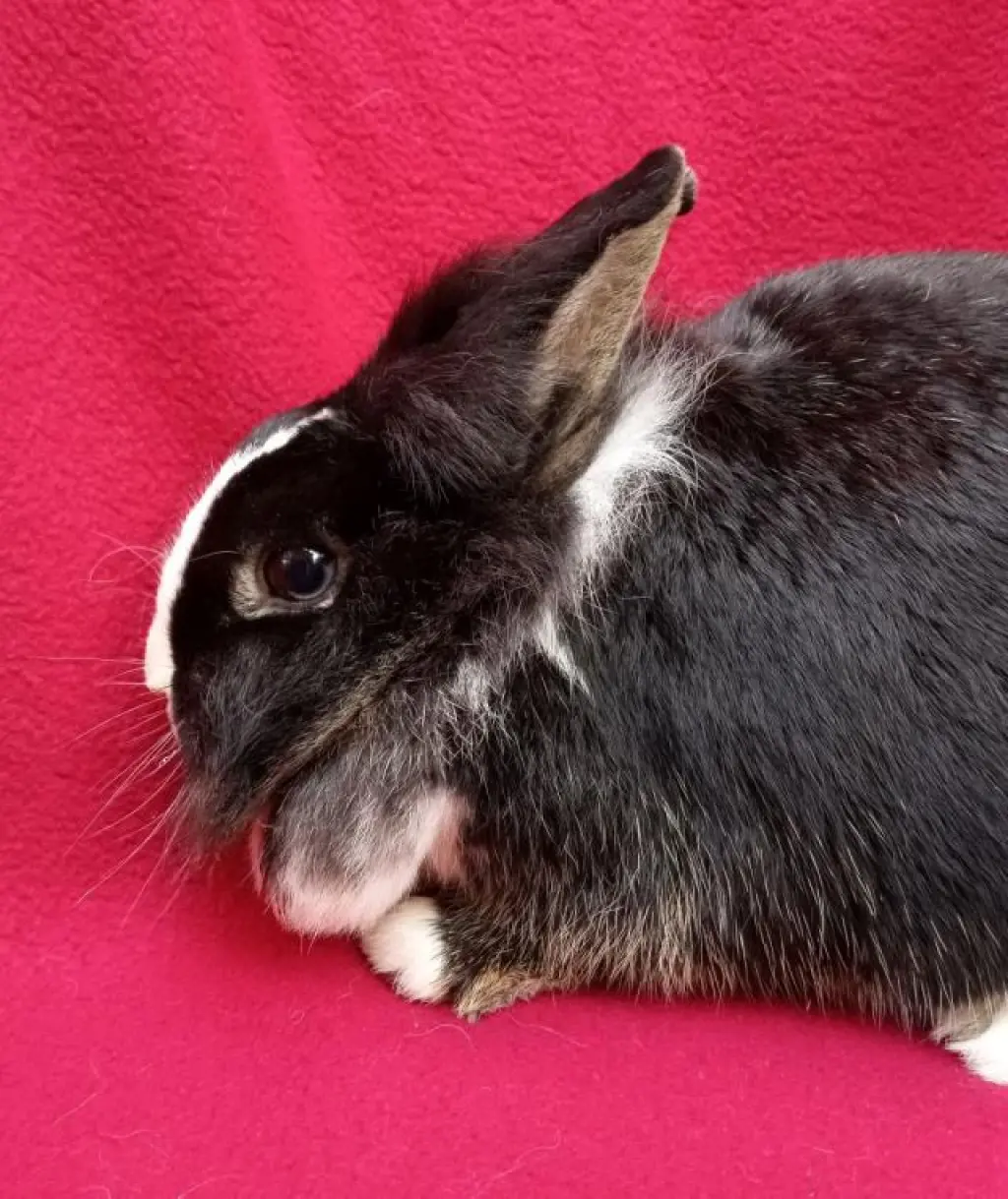 MALINDA
