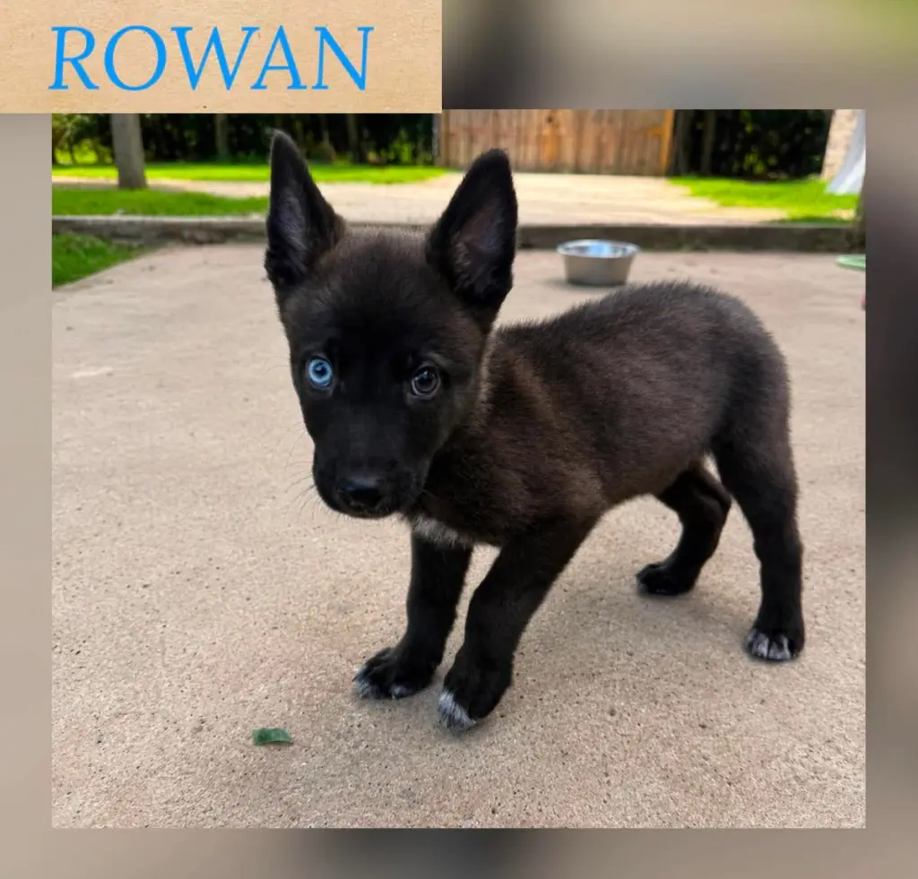 ROWAN