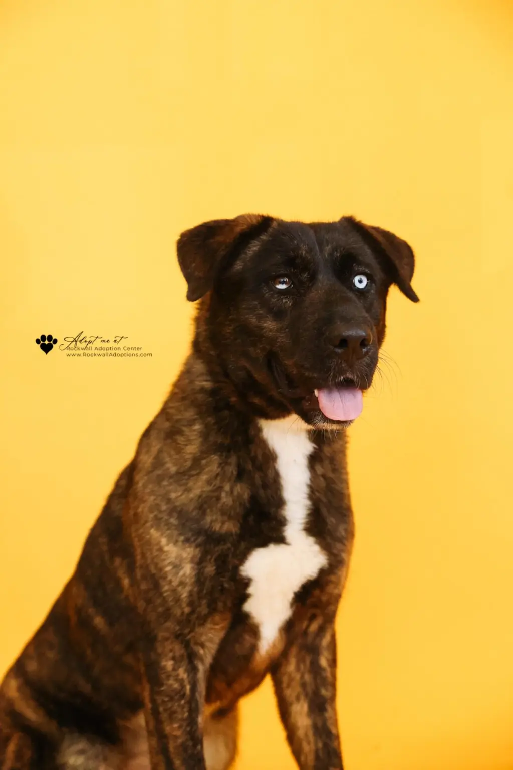 Muneca-Diamond Dog! $75 Adoption Fee!