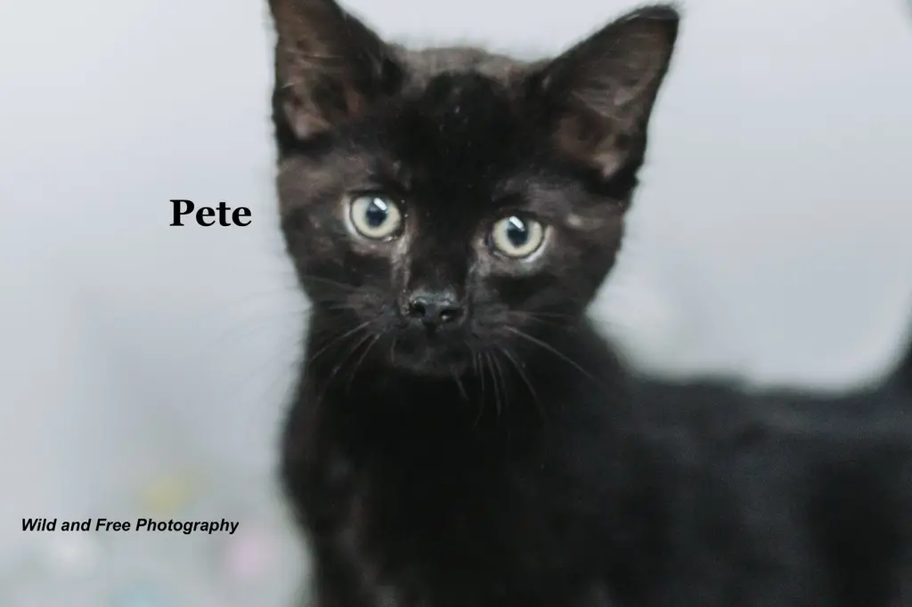 Pete