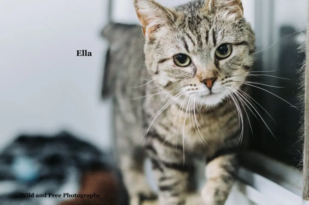 Ella