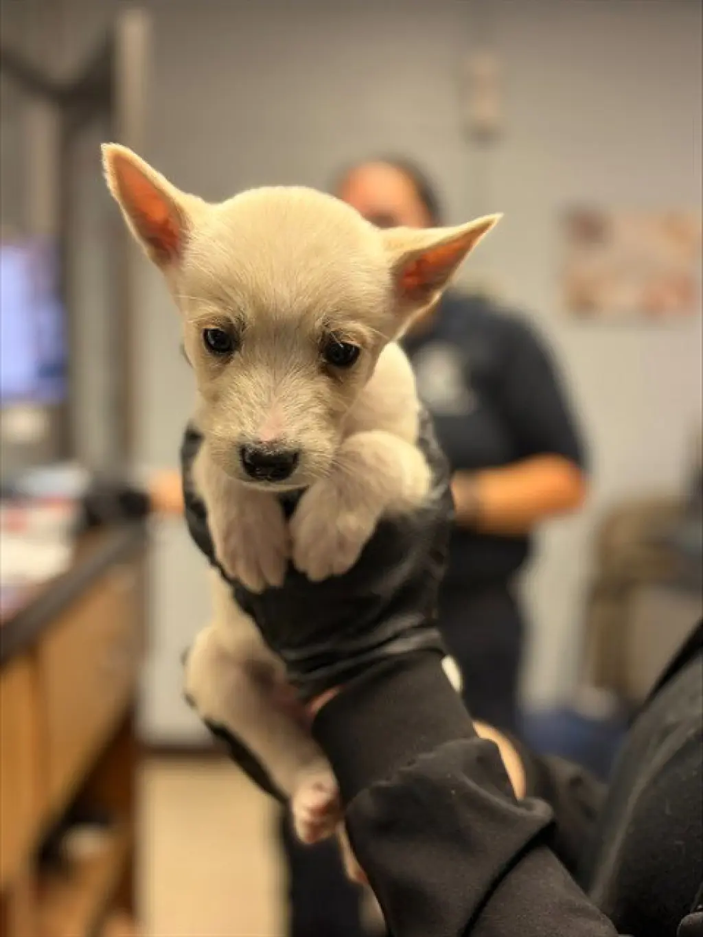 A377937