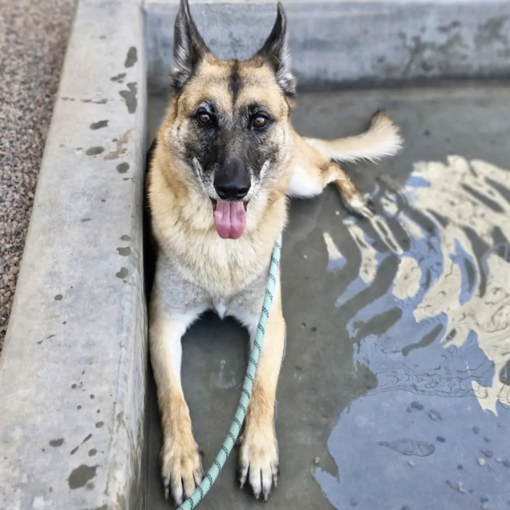 FRANCIS