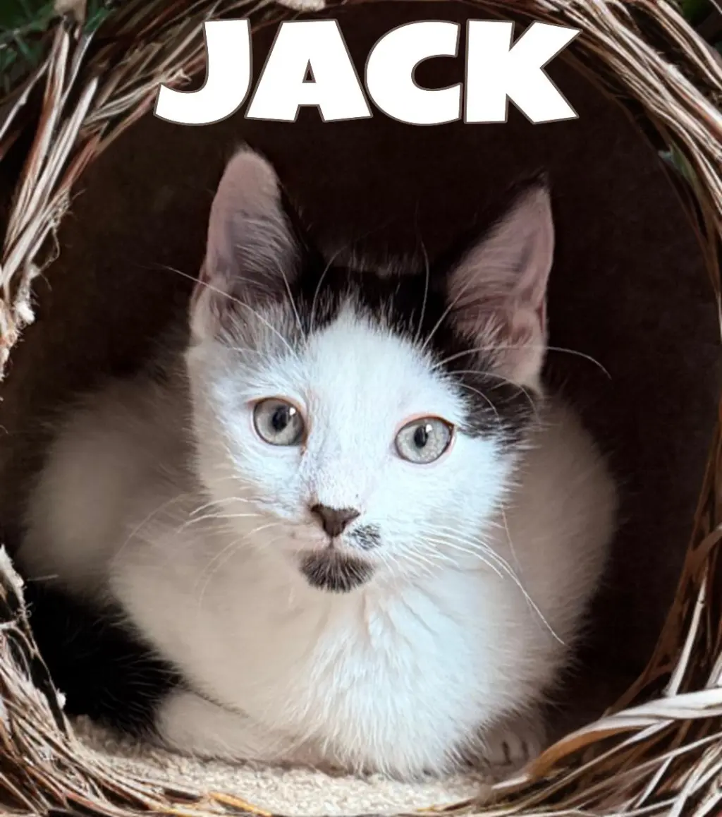Jack, Willow Grove Area, (FCID 06/24/2026-133)