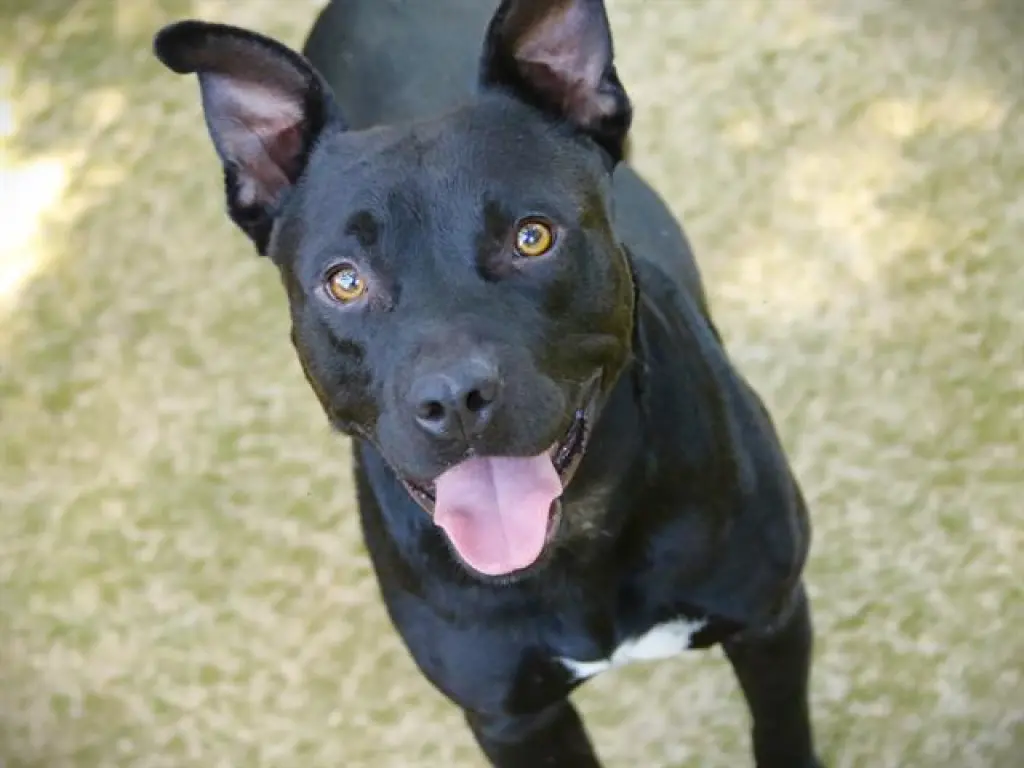 OSO