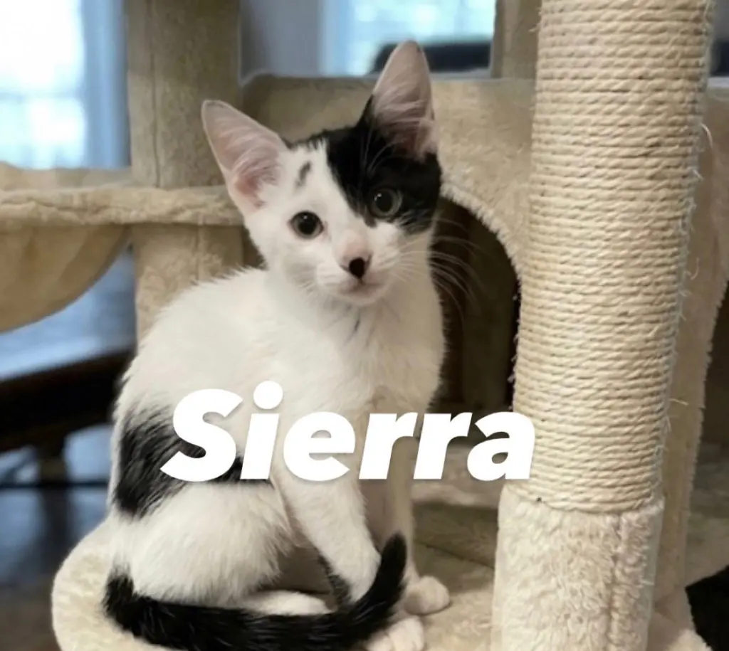 Sierra