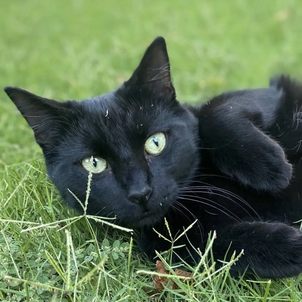 Ninja