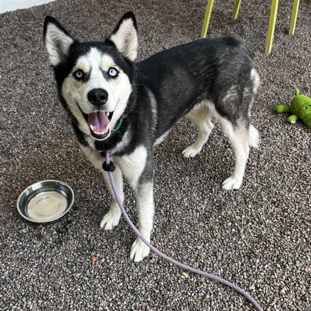 KLEO