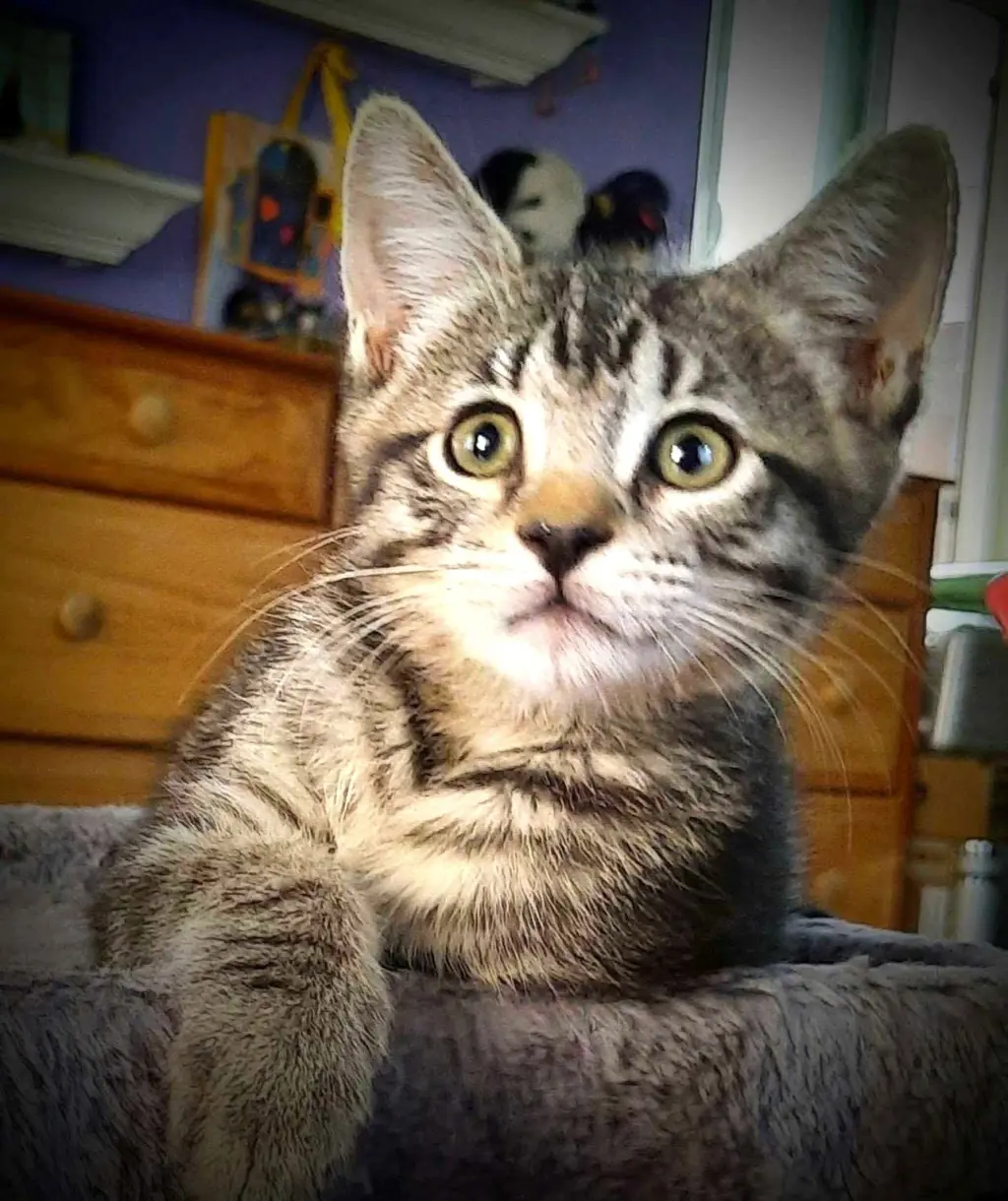 Kitten Harmony