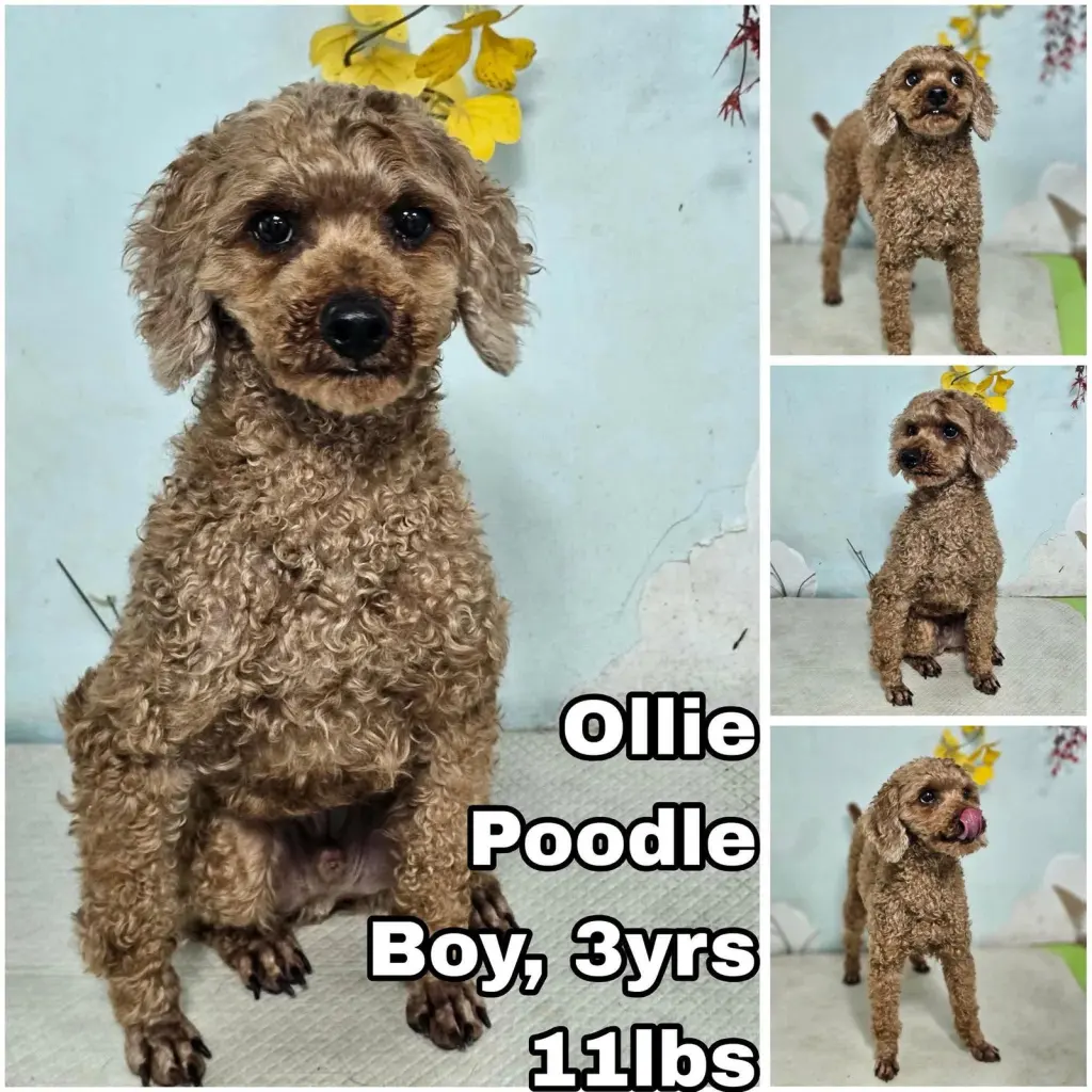 Ollie from Korea