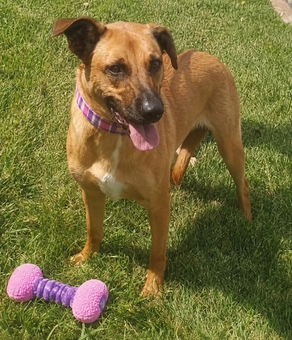 Golden Lab mix