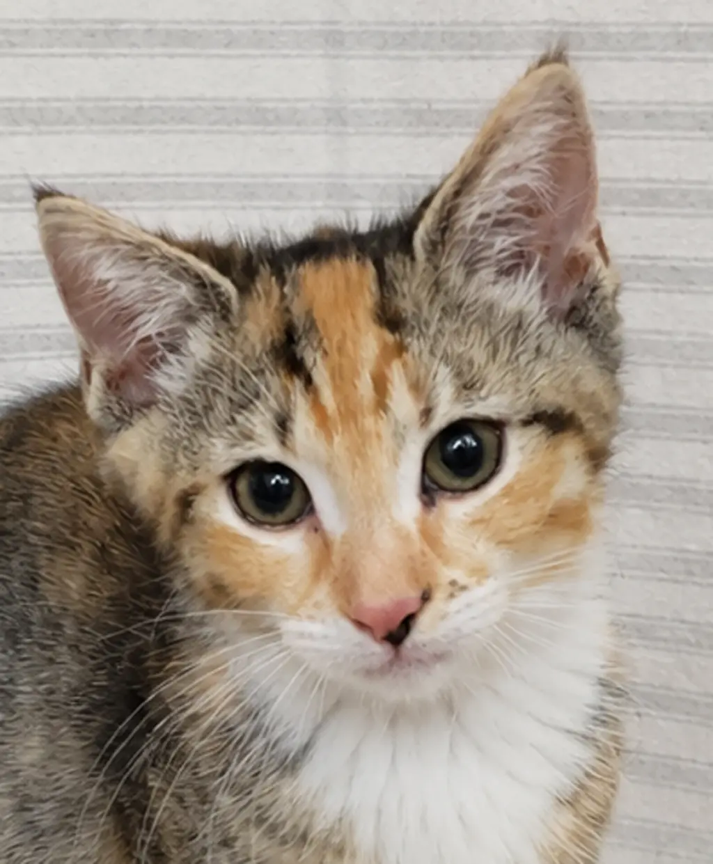 Kitten Yasso
