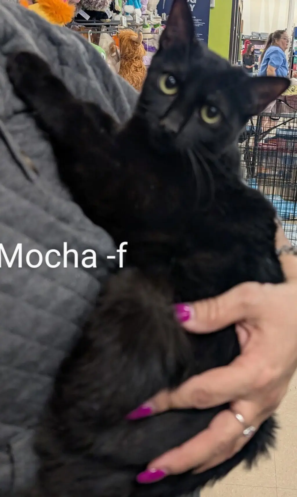 Mocha