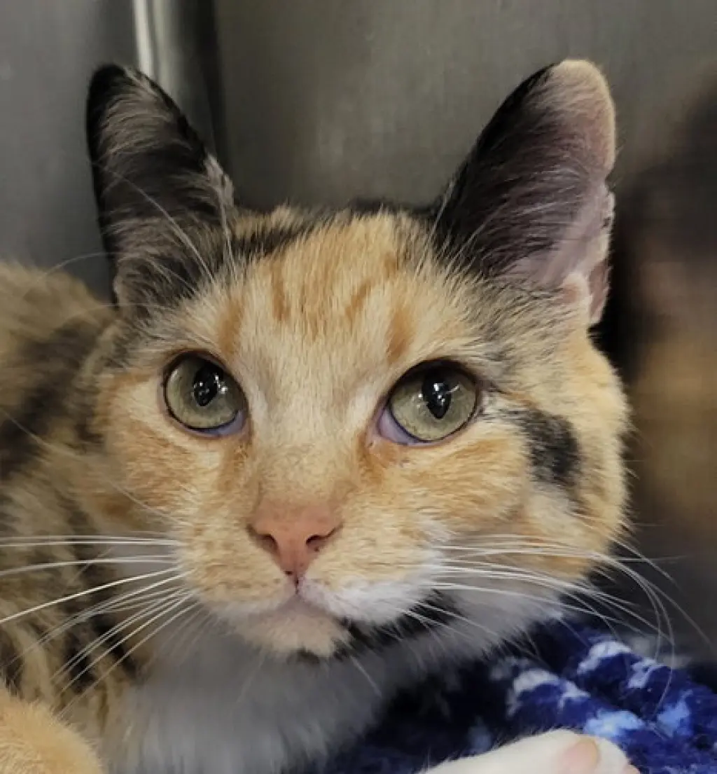 Tiki @ Montrose Petsmart!