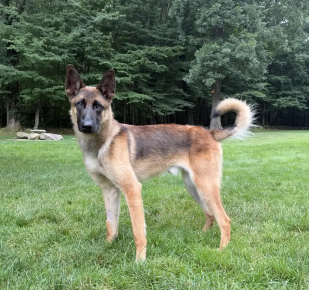 Remington (Remy) - Located in Connecticut