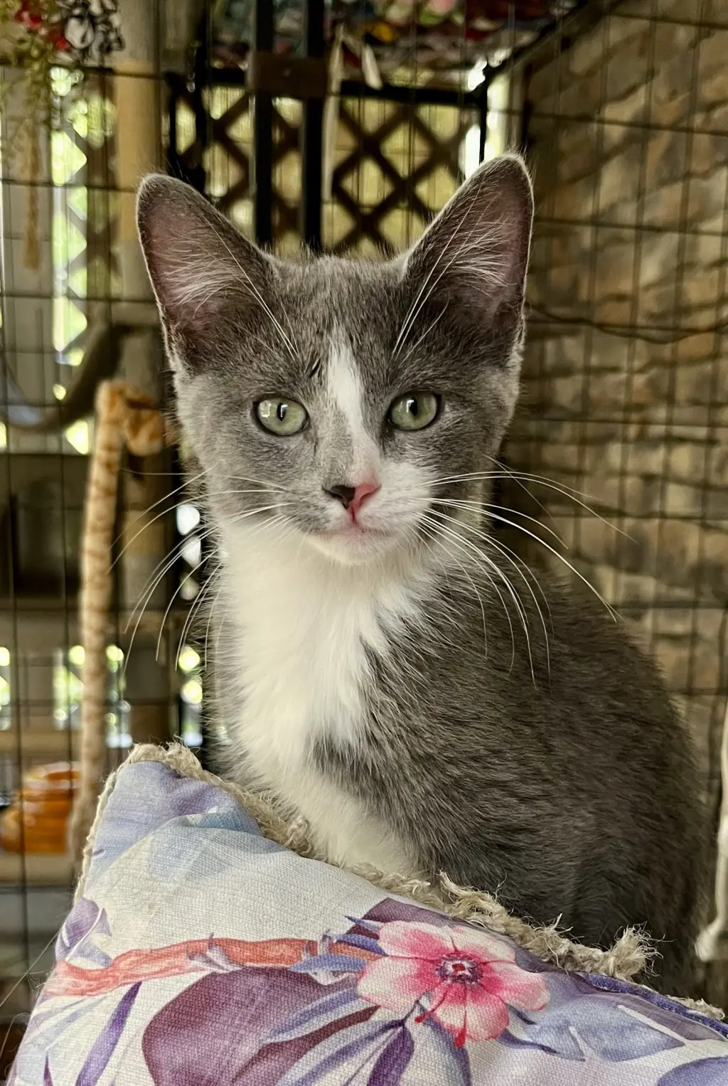 Micah