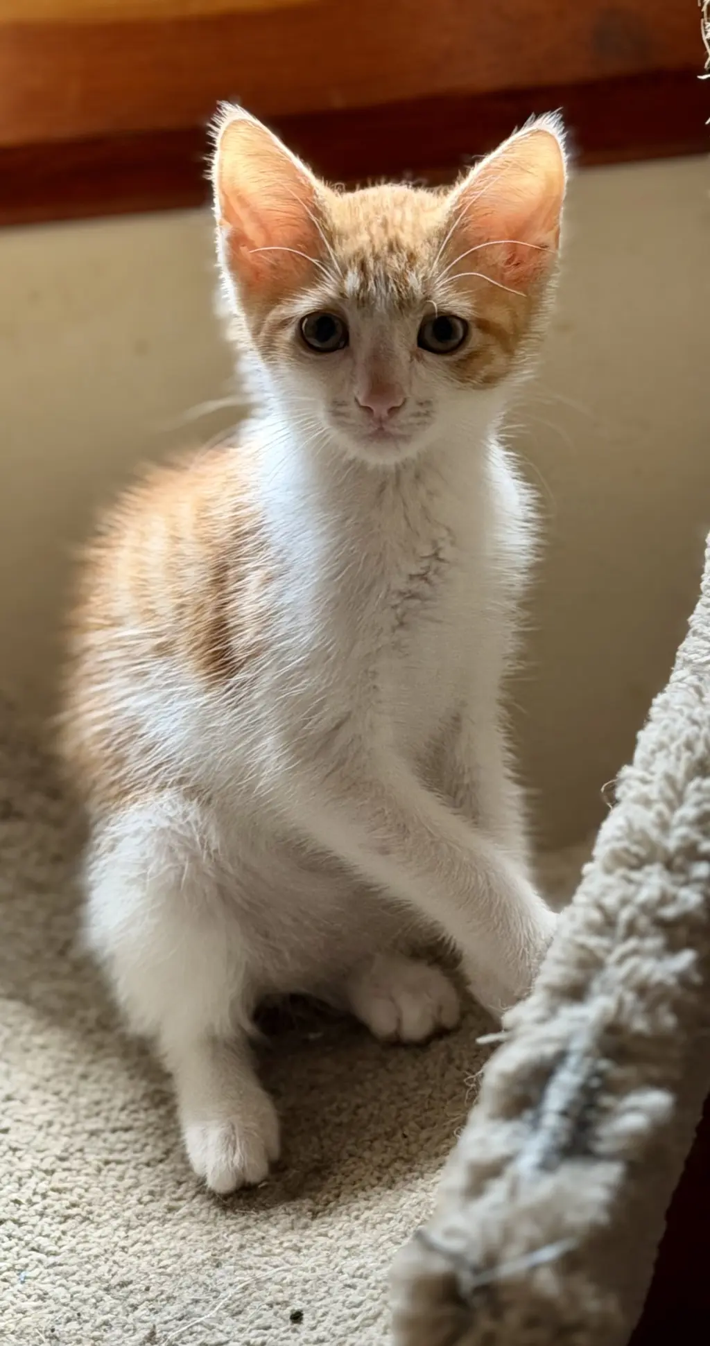 Warren =^.^=