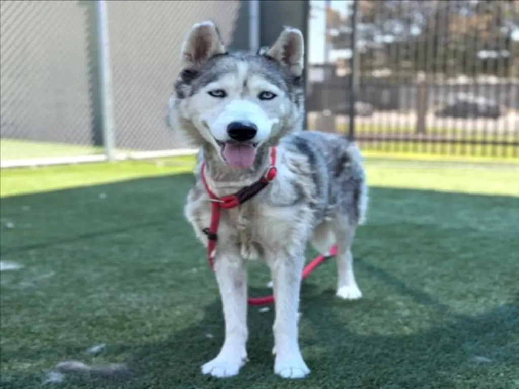 SHASTA