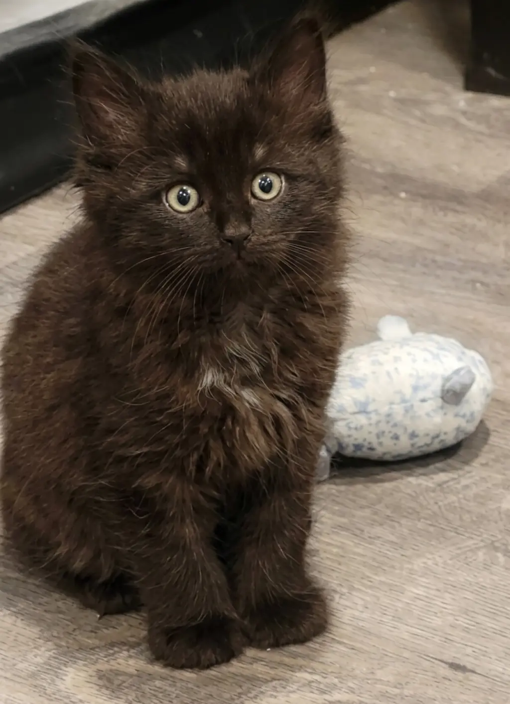 Jiji