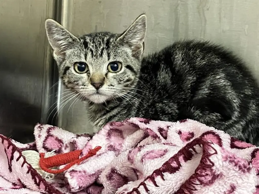 TABBY