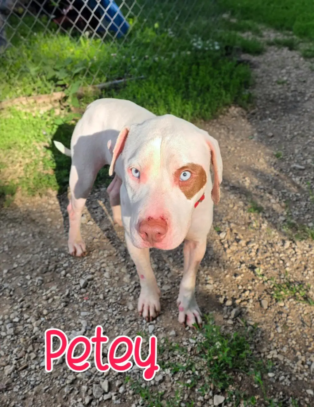 Petey