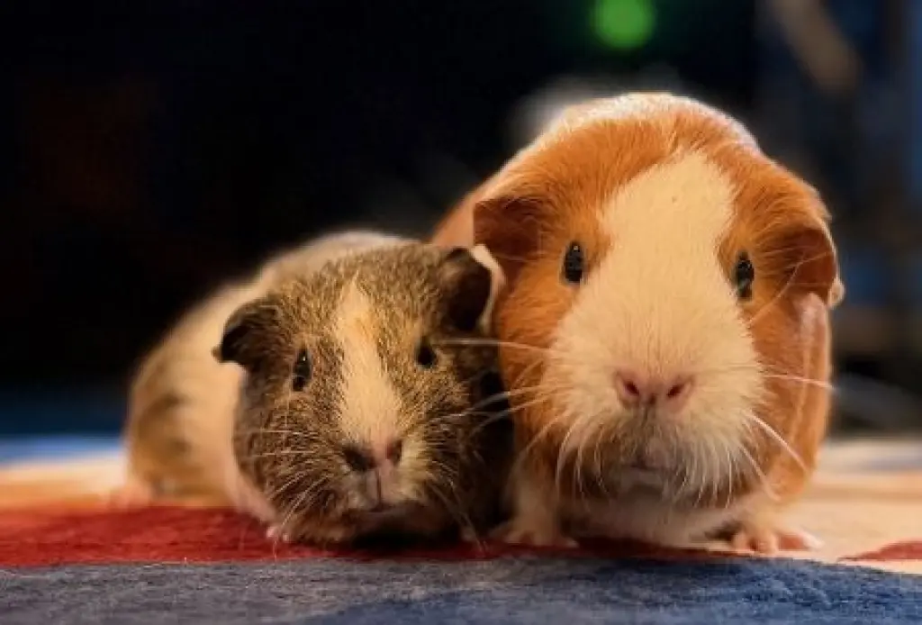 Phoebe & Artemis