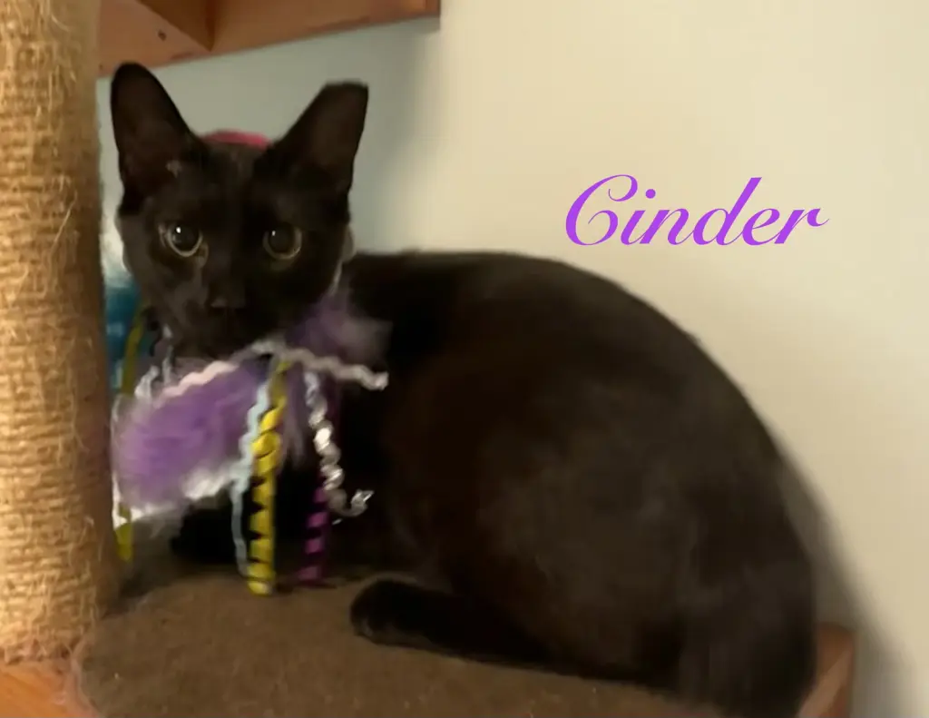 Cinder