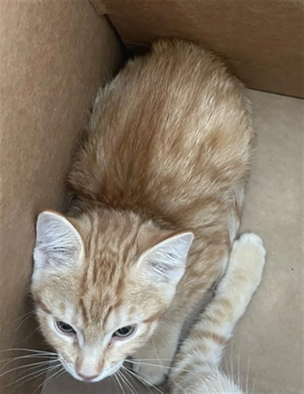 ZENA