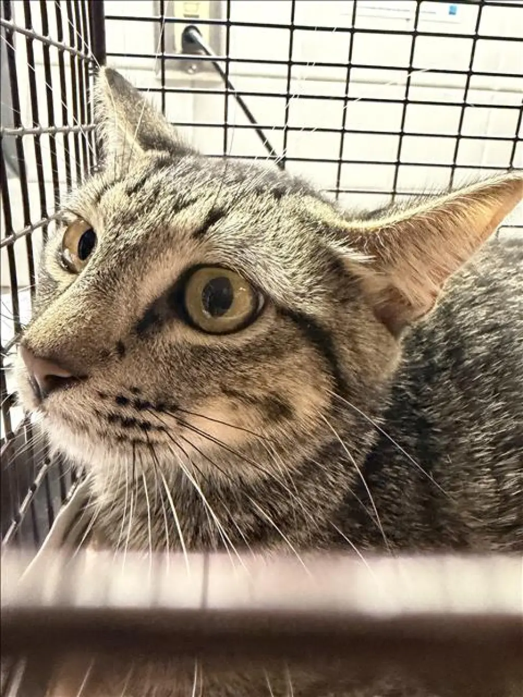 MIMI