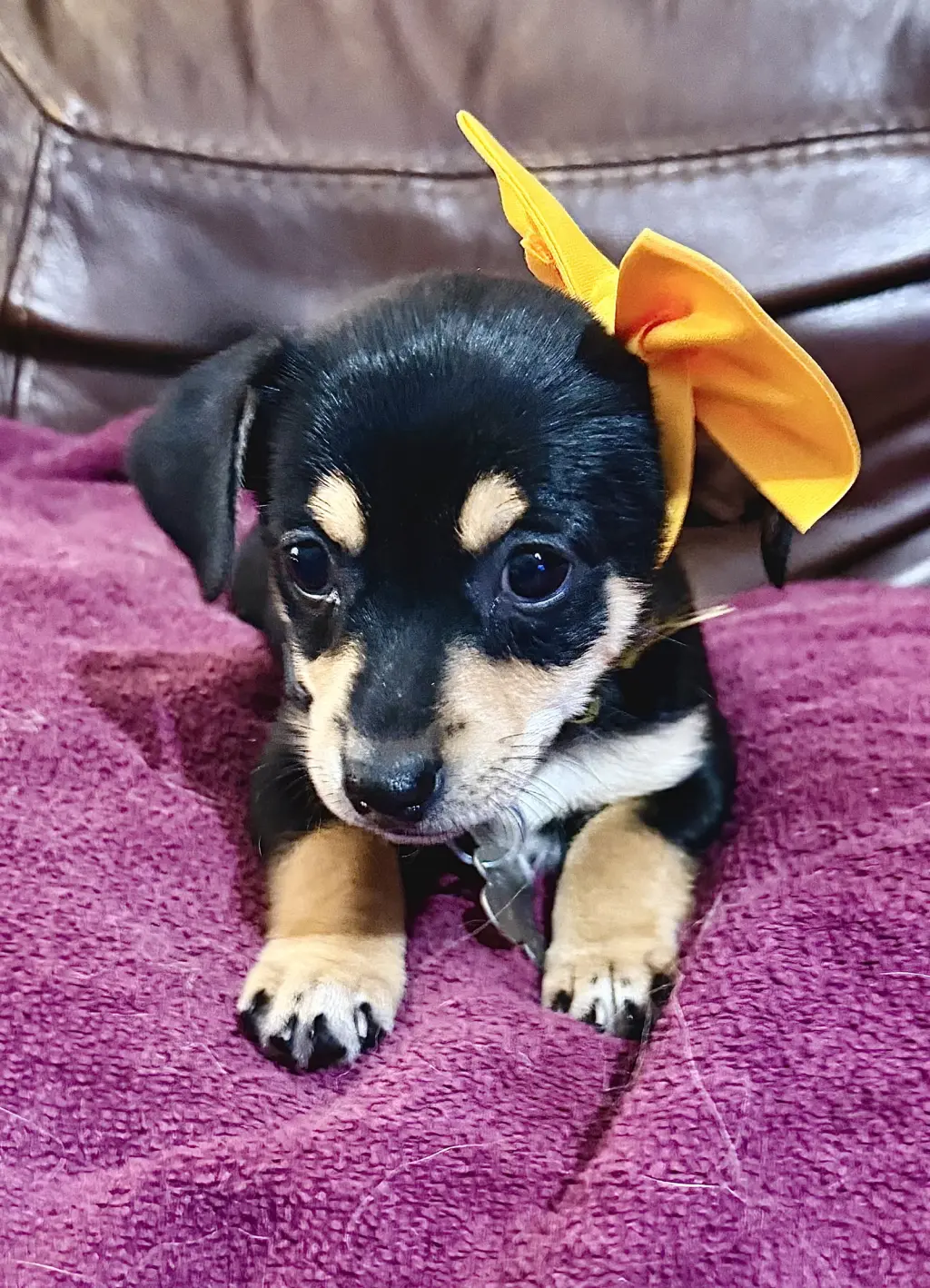 Estrella - Cira's Litter