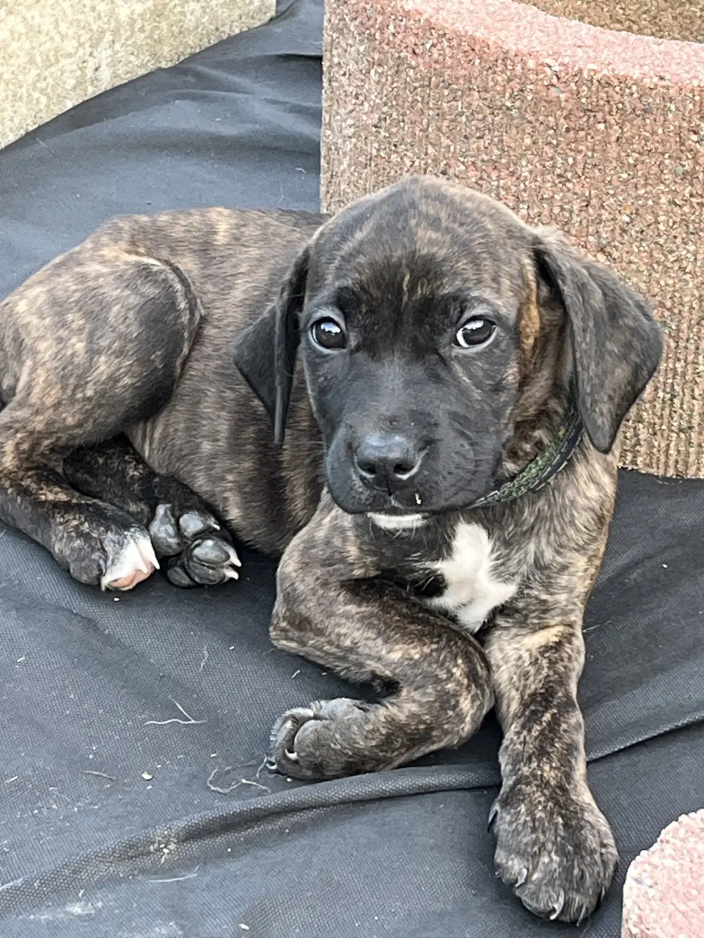 Iv Litter Mocha - ADOPTION PENDING