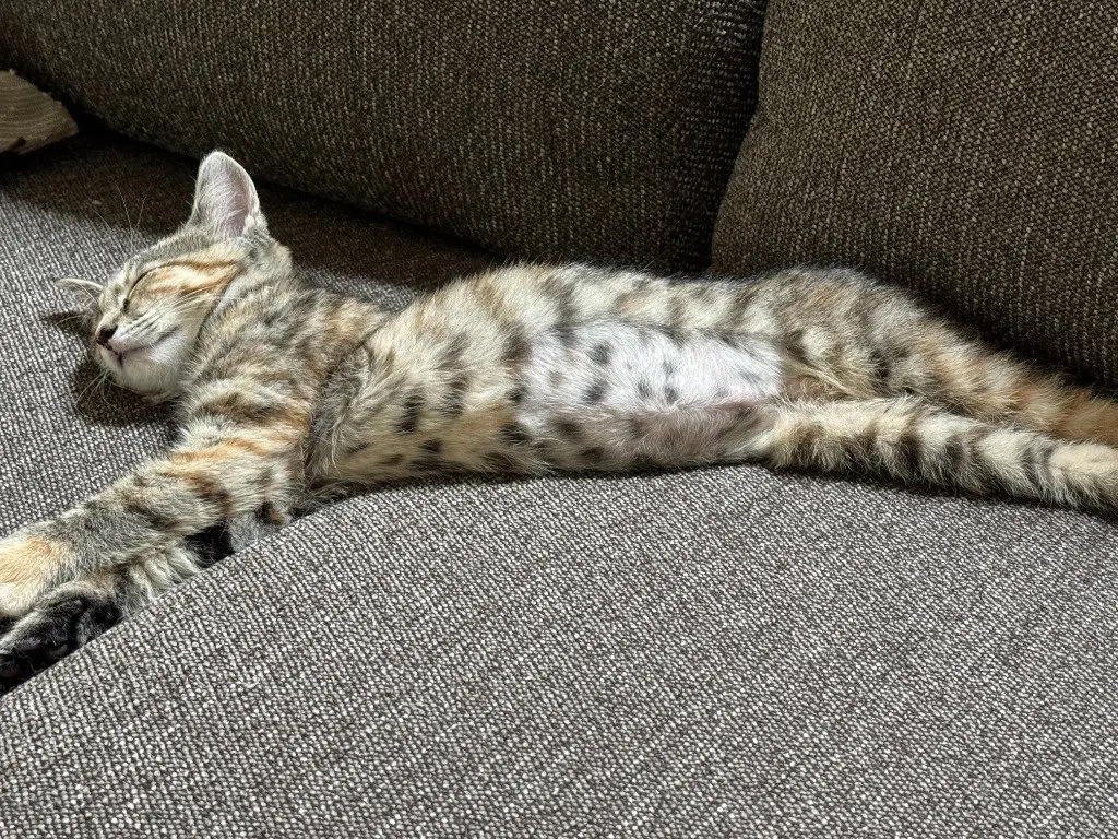 Cherry *IN FOSTER*