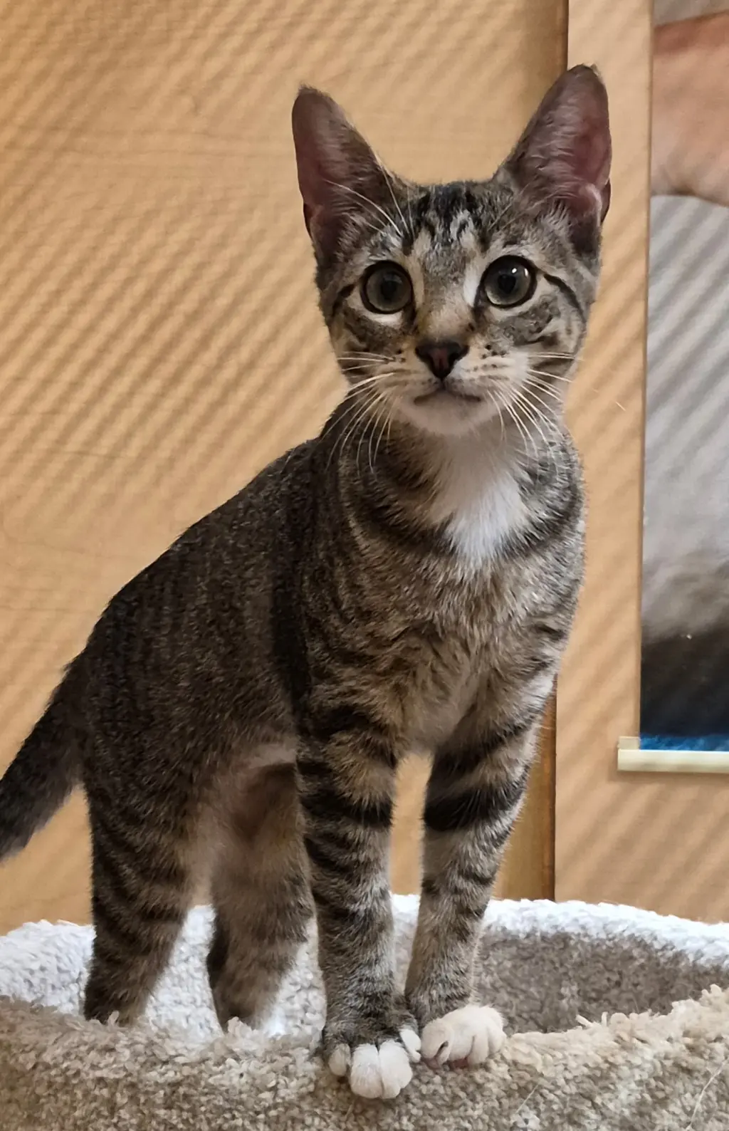 PEANUT