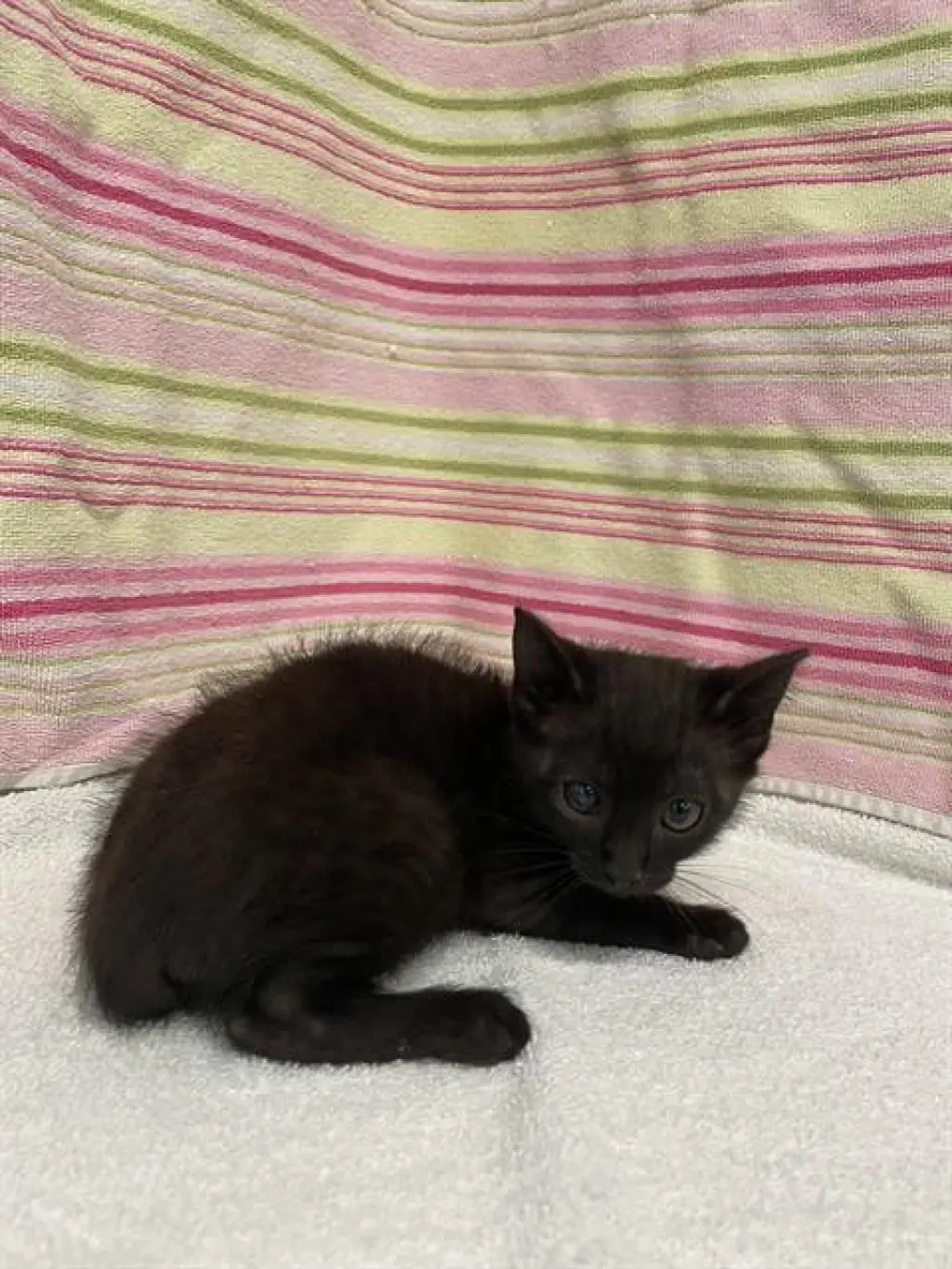 LUPITA
