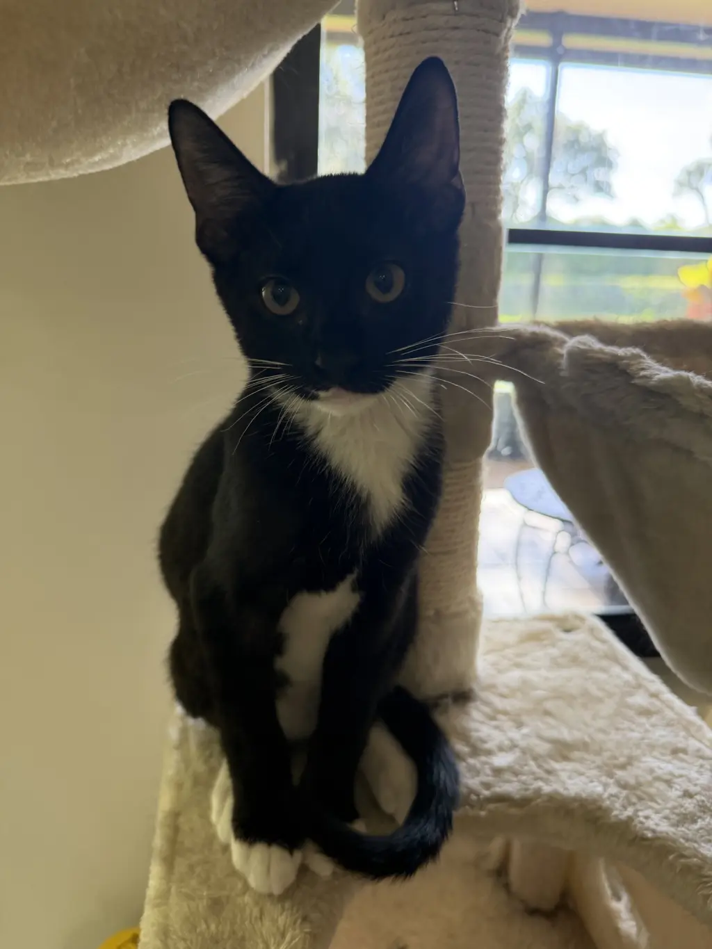 Bowie