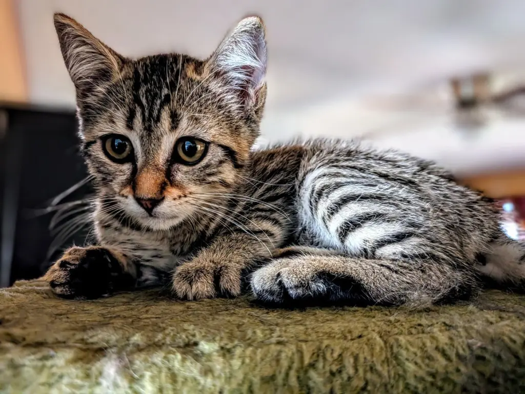 Zoe