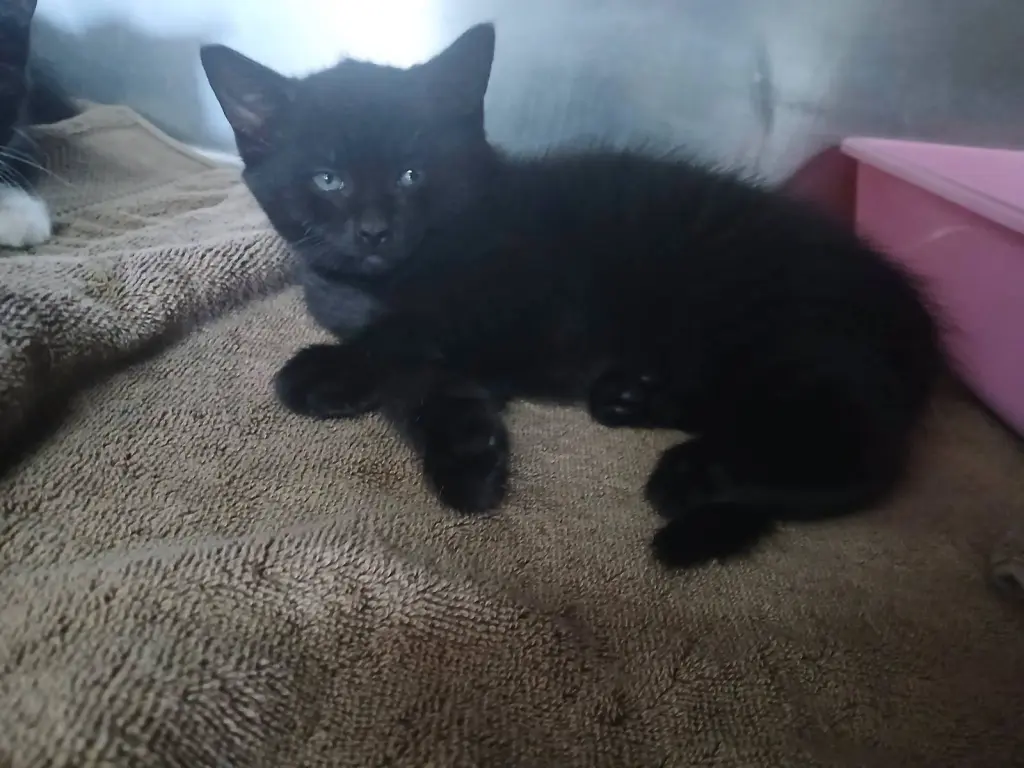 Female Kittens-Black/white!