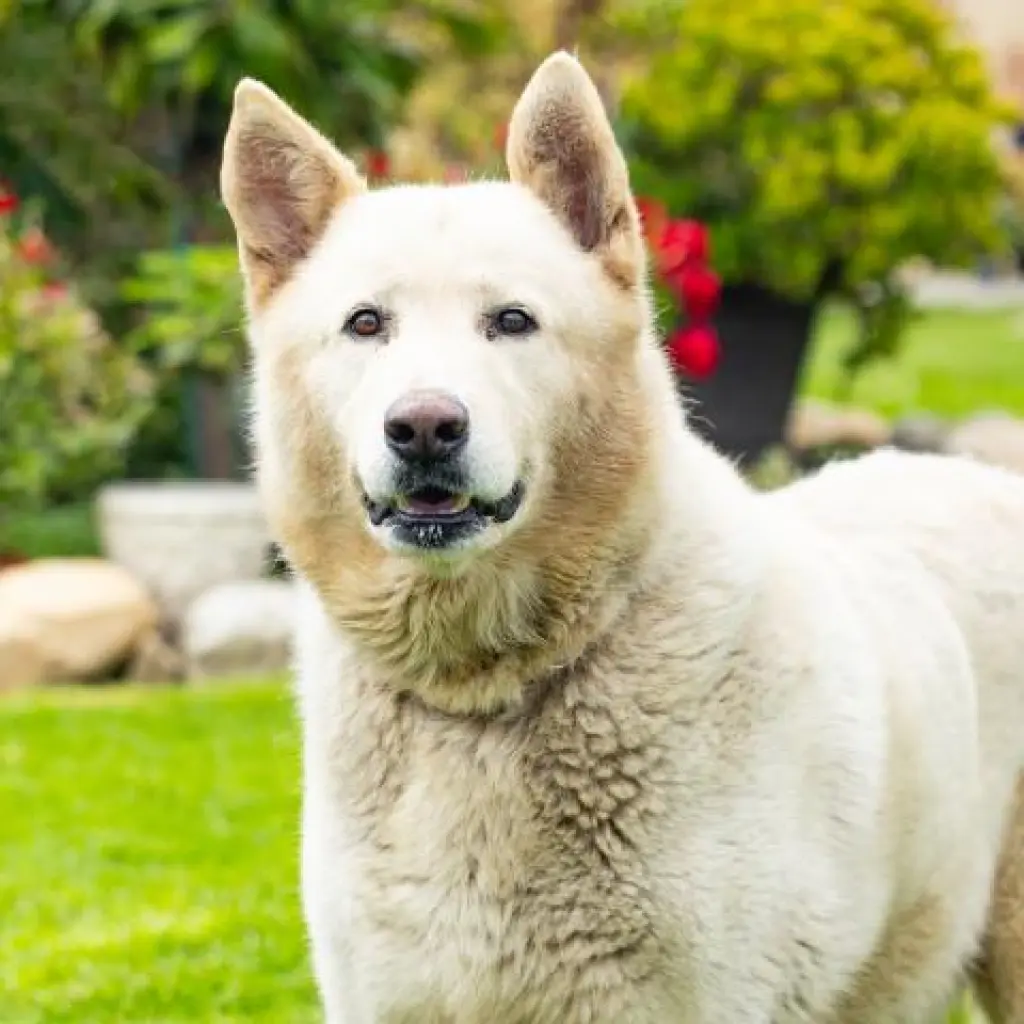 *POLAR BEAR