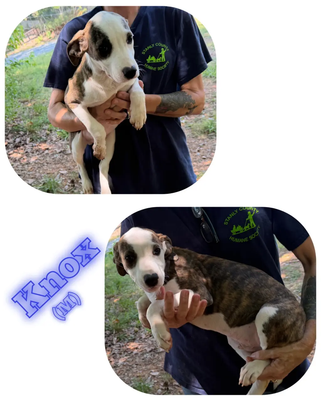 Knox