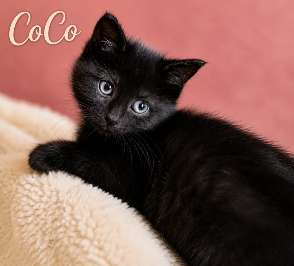 CoCo, Willow Grove Area, (FCID 06/24/2026-128)