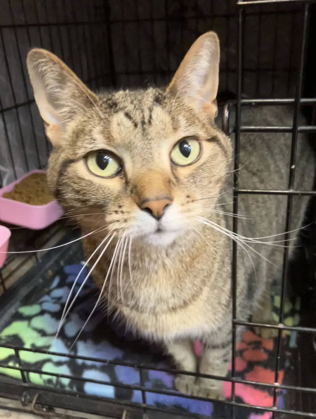 Sofi (bonded to Lily)