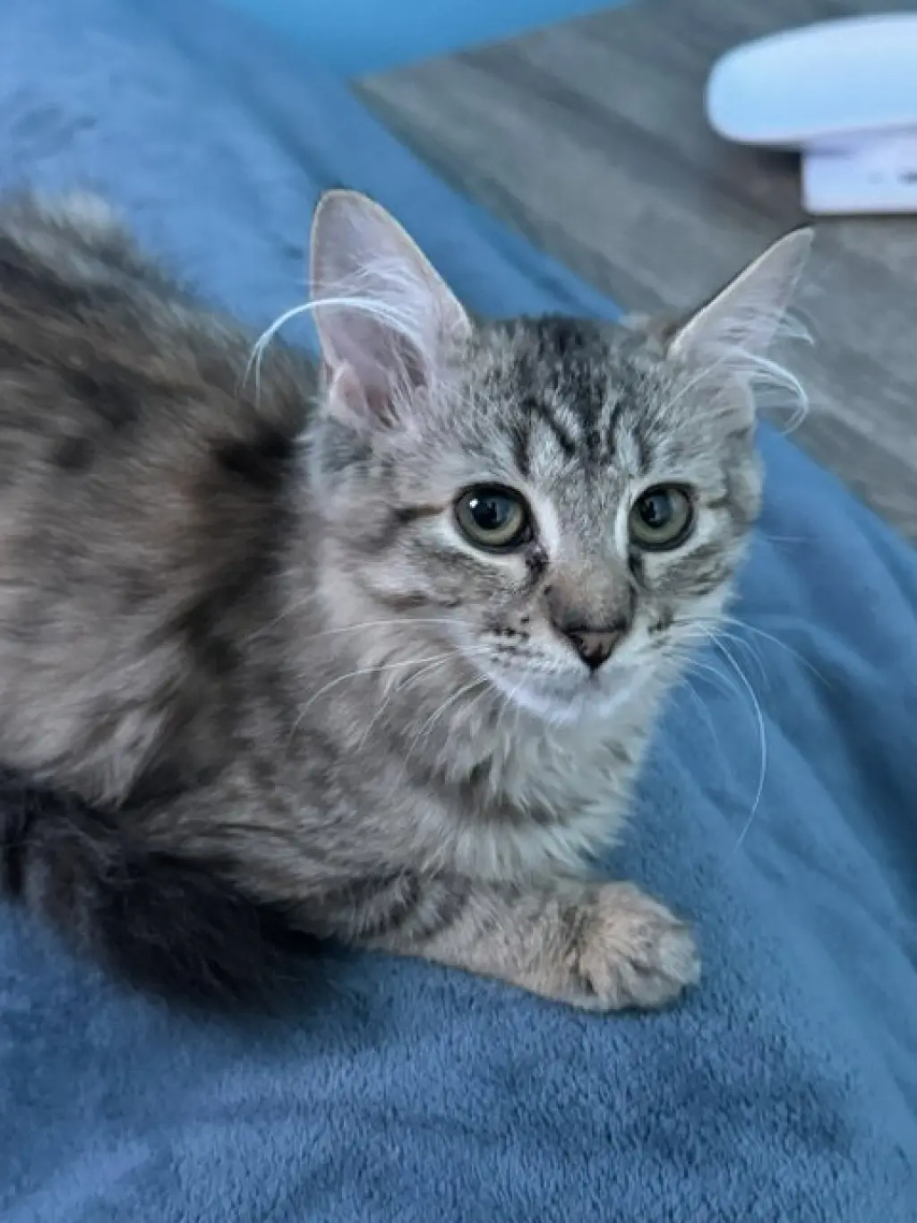 Cinder (bonded with Midnight and Fluffy)