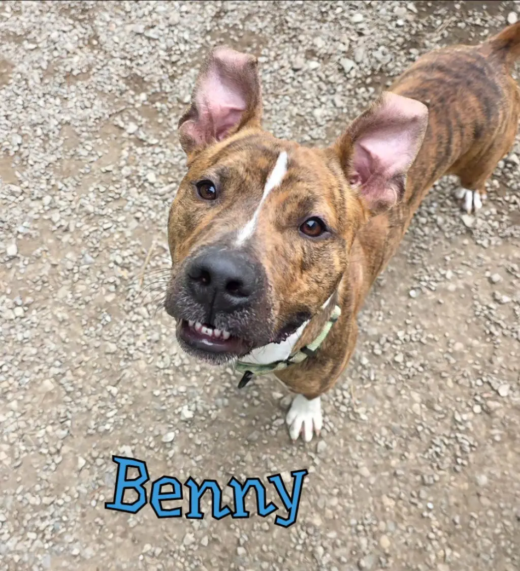 Benny