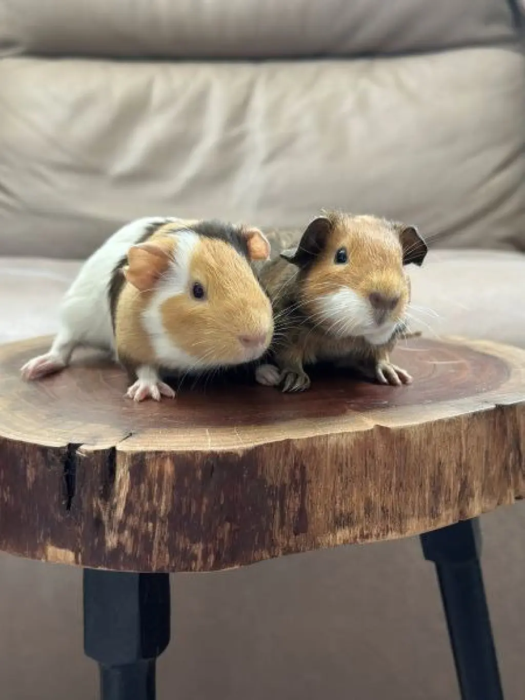 Koda & Fozzie